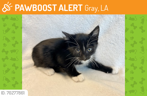 Shelter Stray Male Cat last seen Near Glenn, 70343 - Bourg, LA, Gray, LA 70359