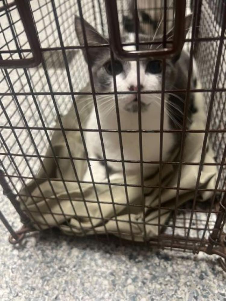 Shelter Stray Male Cat last seen Knoxville, TN , Knoxville, TN 37919