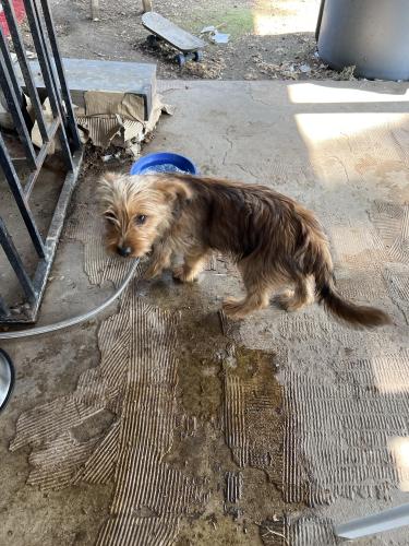 Found/Stray Male Dog last seen Little creek park. San  Bernardino. , San Bernardino, CA 92410