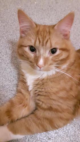 Lost Male Cat last seen Unity close, London, Greater London, England NW10