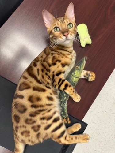 Lost Male Cat last seen Berger and Columbus st, Bakersfield, CA 93305