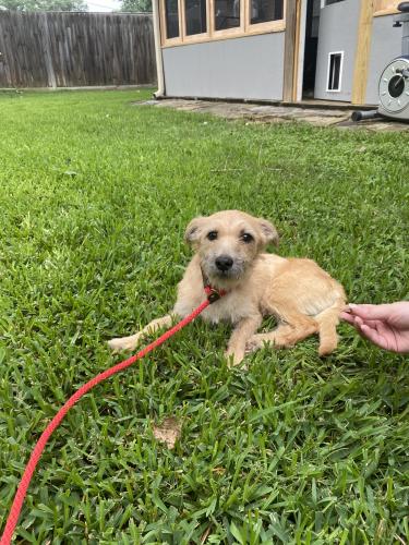 Found/Stray Male Dog last seen Benning st and gaymoor dr , Houston, TX 77035