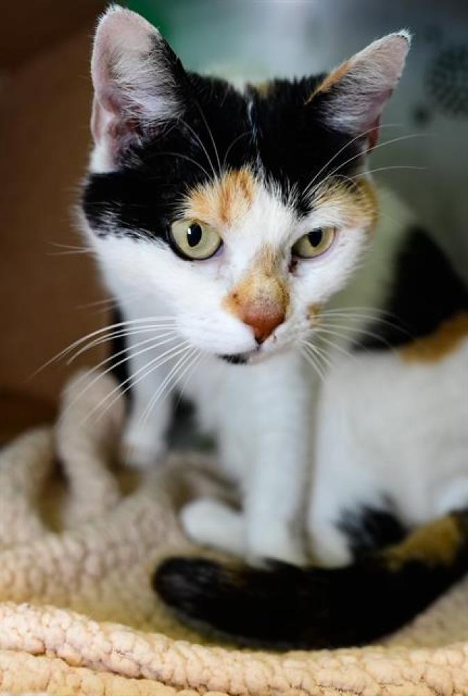 Shelter Stray Female Cat last seen TAUNTON, Boston, MA 02130