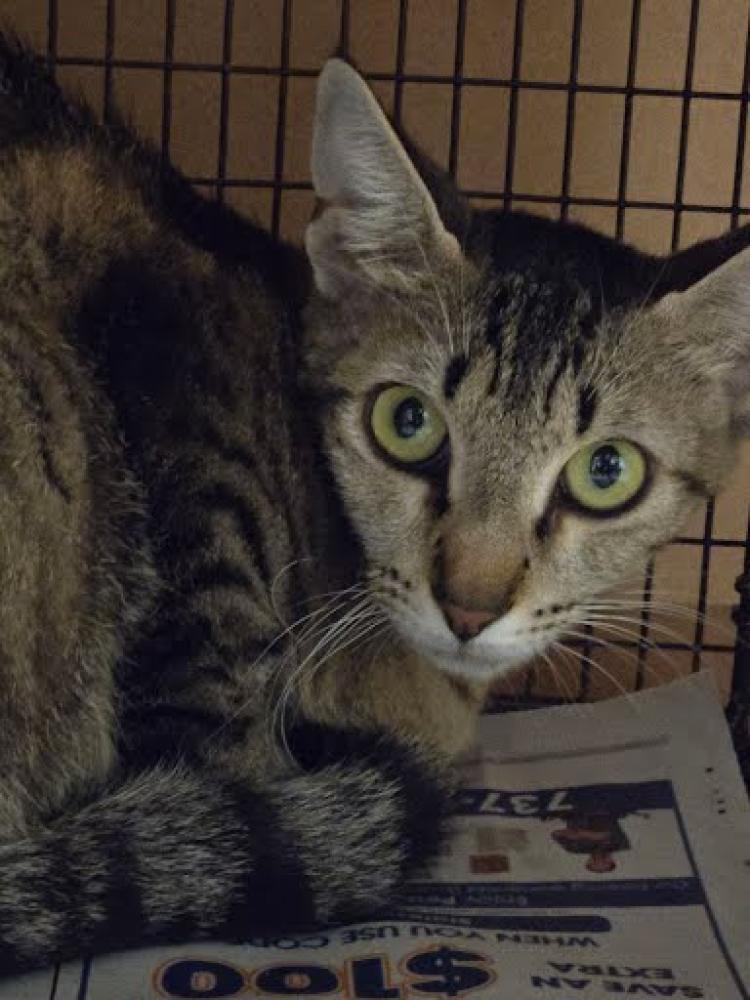 Shelter Stray Female Cat last seen Near BLOCK CHERRY HOLLOW CT, Austin, TX 78702