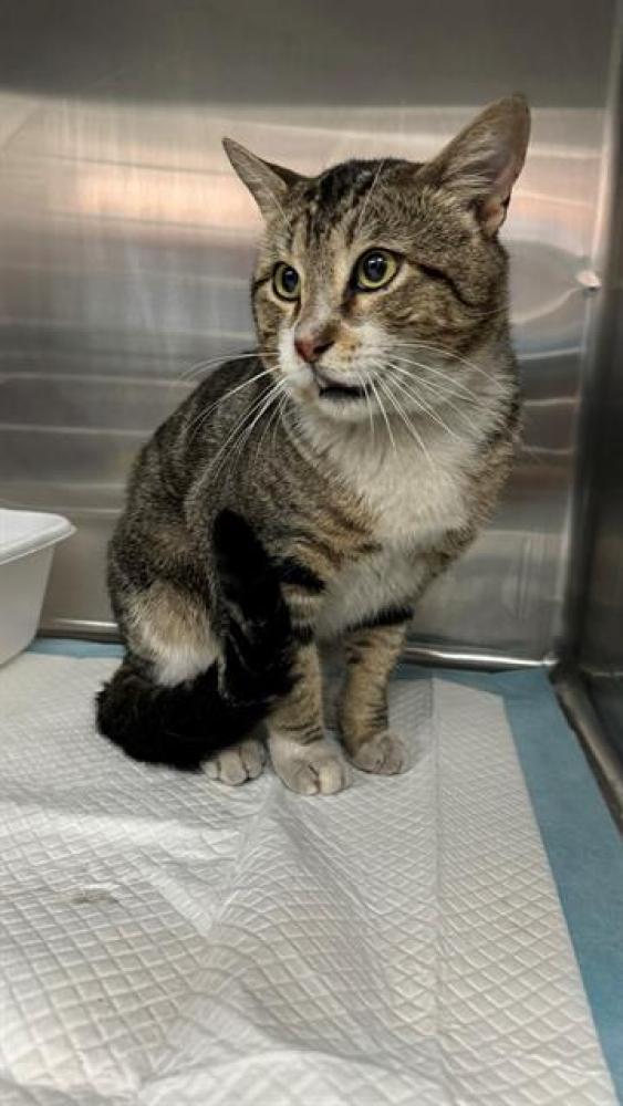 Shelter Stray Male Cat last seen GOLDEN STATE FRONTAGE AV, BAKERSFIELD, CA, Bakersfield, CA 93307