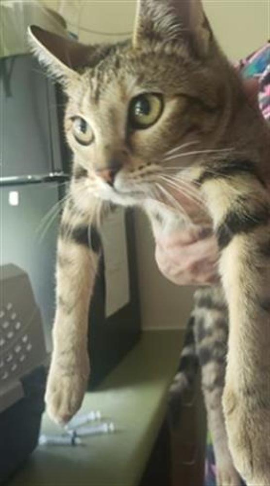 Shelter Stray Female Cat last seen Near BLOCK S KING ARTHUR DR, West Valley City, UT 84120