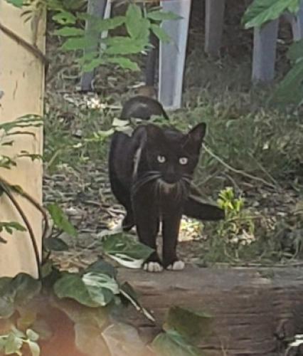 Found/Stray Unknown Cat last seen Toombs St Fair Oaks, Sacramento County, CA 95628