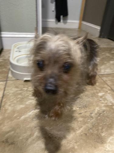 Lost Male Dog last seen Copper leaf , Clermont, FL 34711