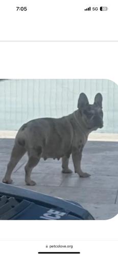 Lost Female Dog last seen Near panama st, Miramar, FL 33023