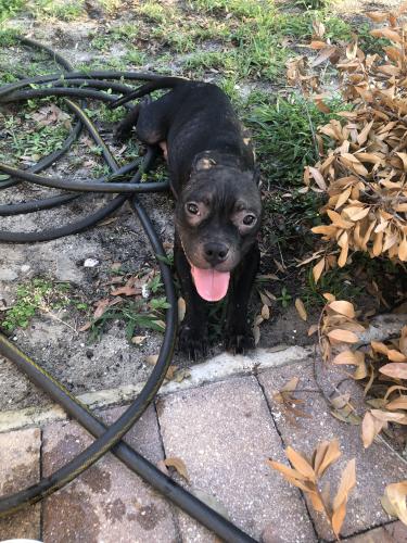 Found/Stray Female Dog last seen Hiawassee and Old Winter Garden Rd, Orlando, FL 32835