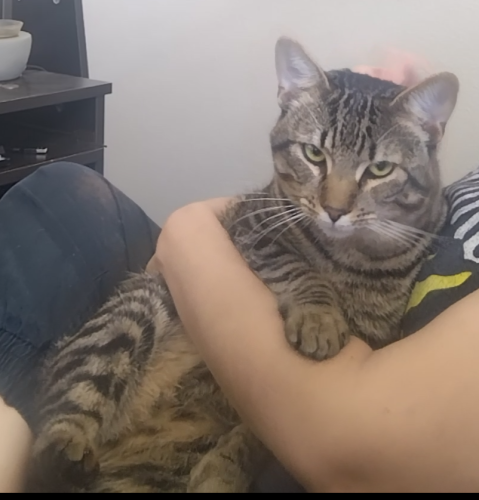 Lost Male Cat last seen Strong and Main st, Riverside, CA 92501