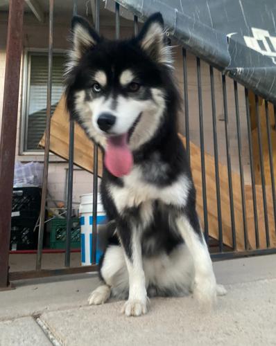 Lost Female Dog last seen 35th ave and Orangewood, Phoenix, AZ 85051