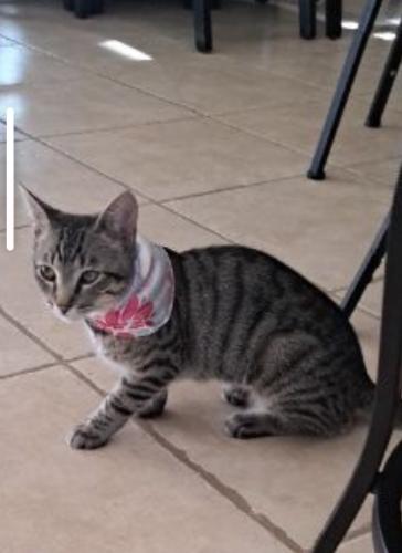 Lost Female Cat last seen Colonial canyon st/ north pony express st , North Las Vegas, NV 89032