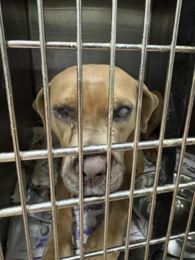 Shelter Stray Female Dog last seen Near OAKLON DR, 70811, LA, Baton Rouge, LA 70820