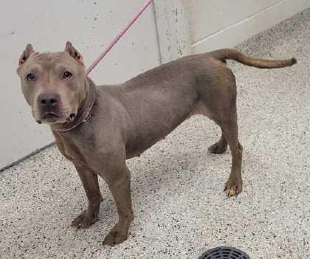 Shelter Stray Female Dog last seen NE 100th St and N Indiana, 64155, MO, Kansas City, MO 64132