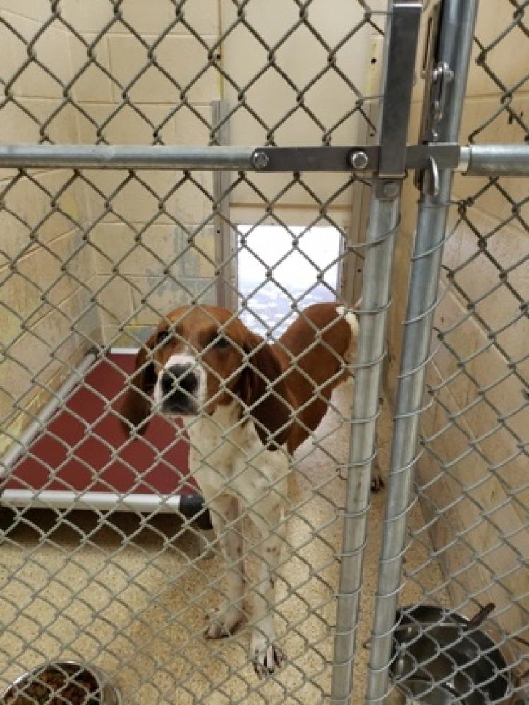 Shelter Stray Male Dog last seen Near Winton Rd, Forest Park, OH, Cincinnati, OH 45223