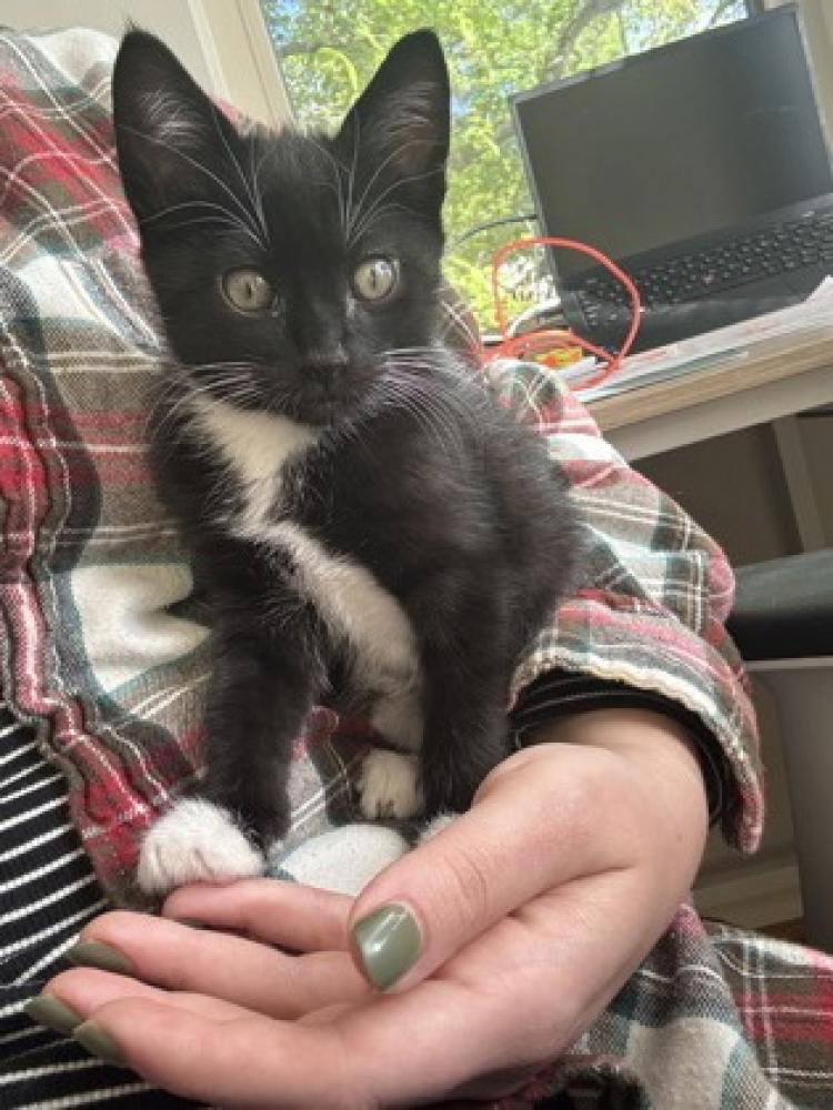 Shelter Stray Male Cat last seen Seattle, WA 98119, Seattle, WA 98119