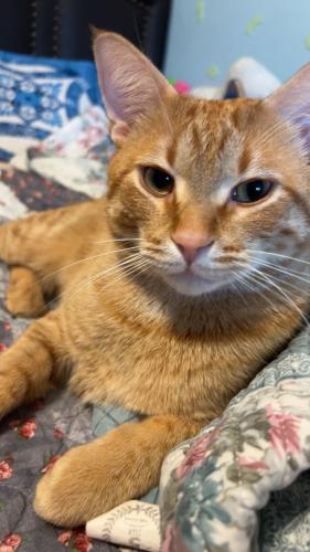 Lost Male Cat last seen Near 1/2 Ave Ne, Columbia Heights, MN, 55421, Columbia Heights, MN 55421