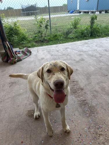 Lost Male Dog last seen Monte Cristo and north sharp rd in Edinburg , Edinburg, TX 78542