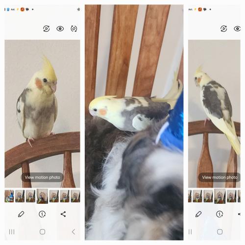 Lost Female Bird last seen Coachman Ave. and Mulberry , Whittier, CA 90605