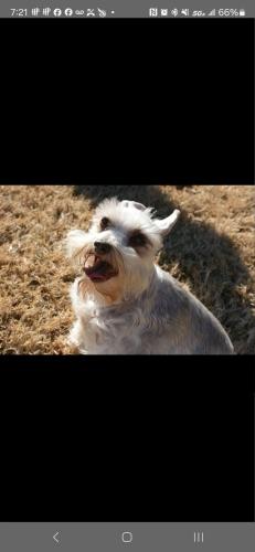 Lost Female Dog last seen 82nd Street, Oklahoma City, OK 73132