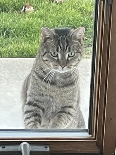 Lost Male Cat last seen Jim Woods Park, Steubenville, OH 43952