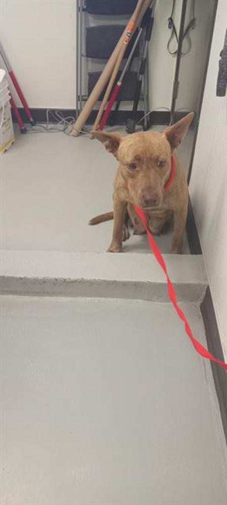 Shelter Stray Female Dog last seen BUTLER/SANDRA, BAKERSFIELD, Bakersfield, CA 93307