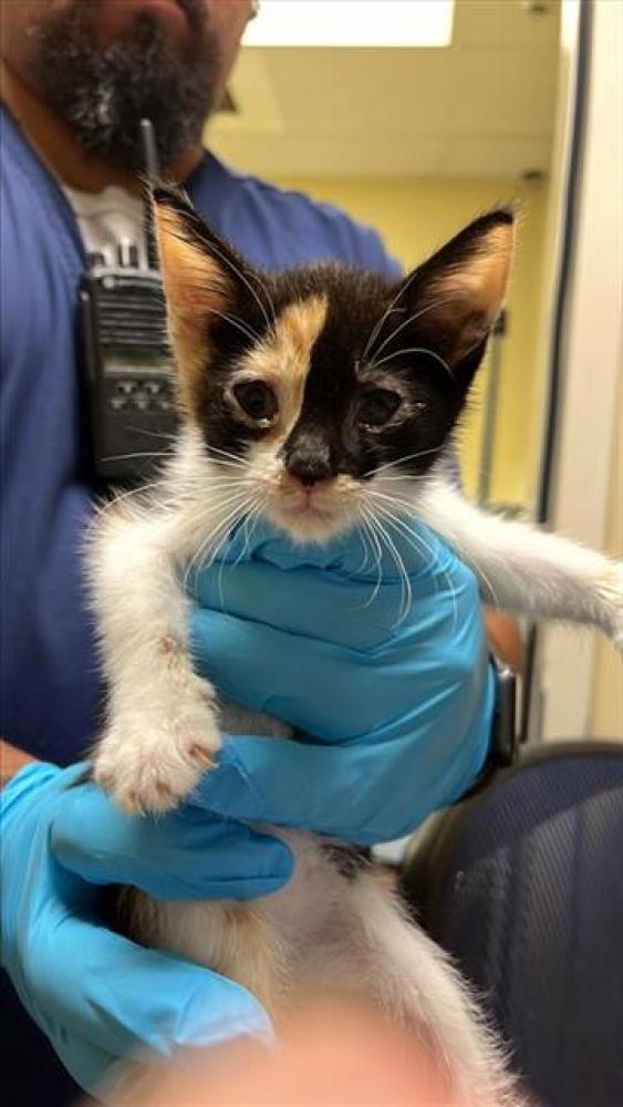 Shelter Stray Female Cat last seen BURLINGTON WAY & DETROIT BLVD, Sacramento, CA 95818