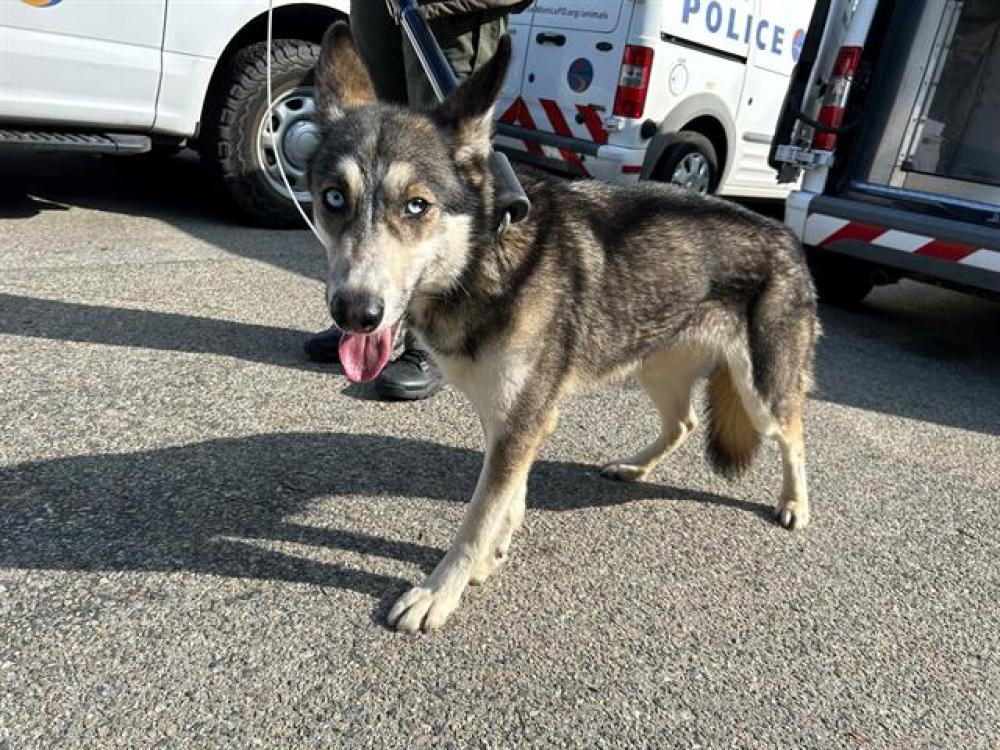 Shelter Stray Female Dog last seen Near BLK 4TH, Santa Monica, CA 90404