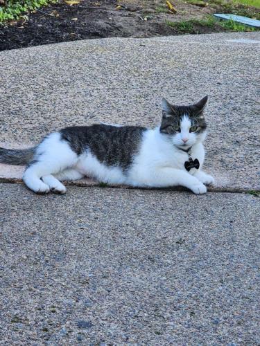 Lost Female Cat last seen Ingraham and Haines street, Bay apmts., San Diego, CA 92109