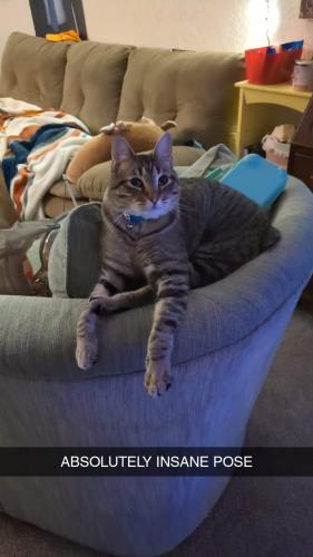 Lost Male Cat last seen 33rd and Yale, Tulsa, OK 74135