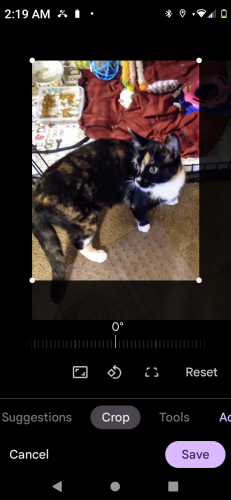 Lost Female Cat last seen Mossy Creek Church Rd, and Westmoreland rd, Cleveland, GA 30528