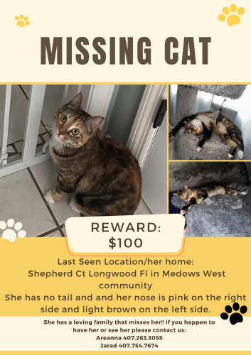 Lost Female Cat last seen Shepherd Ct and shepherd trail , Longwood, FL 32750