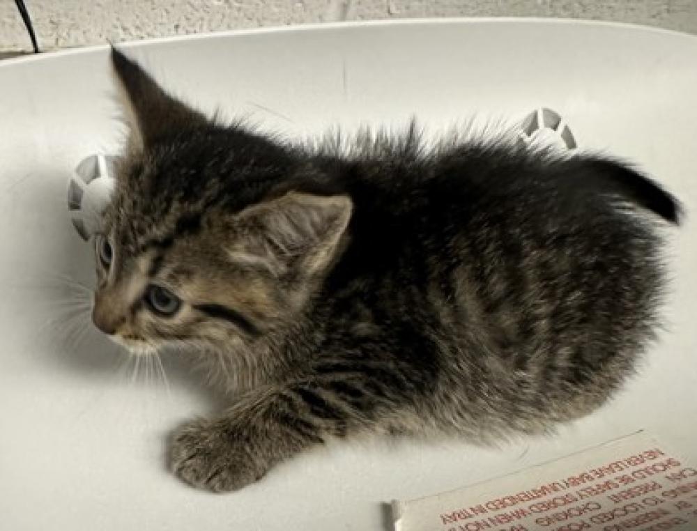 Shelter Stray Male Cat last seen Oakland, CA 94601, Oakland, CA 94601