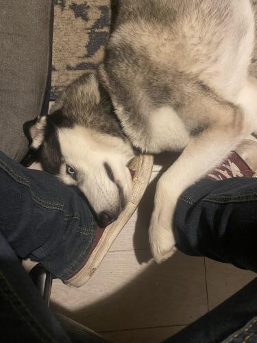Lost Female Dog last seen Nordhoff and Owensmouth , Los Angeles, CA 91303