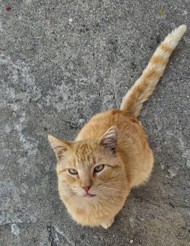 Lost Male Cat last seen Burkett Rd and Fineview, El Monte, CA 91732