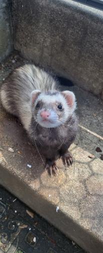 Lost Female Ferret last seen 19th and upham, Lakewood, CO 80214