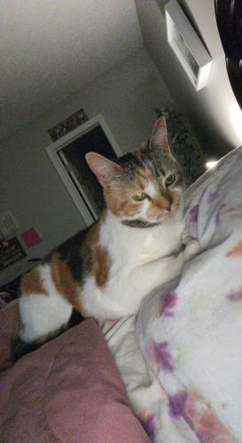 Lost Female Cat last seen Lovejoy High School, McDonough Rd, GA 30228