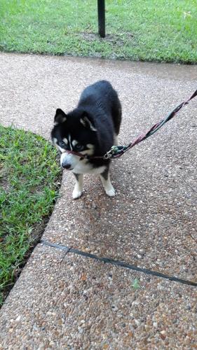 Found/Stray Male Dog last seen Westheimer and Briarwest , Houston, TX 77077