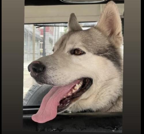Lost Male Dog last seen Kearney ST paterson, Paterson, NJ 07505