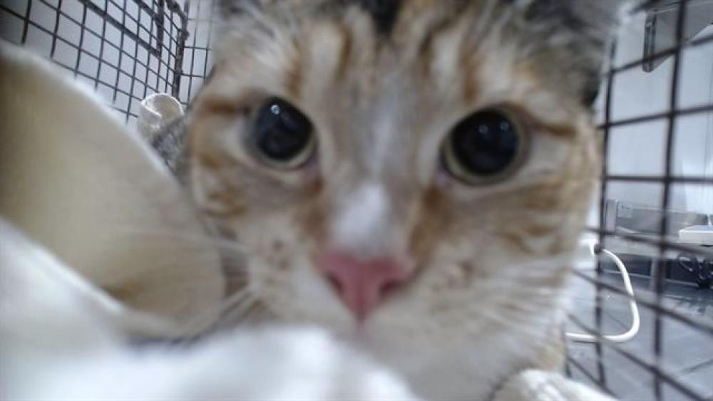Shelter Stray Female Cat last seen Near BLOCK GENEVA, San Francisco, CA 94103