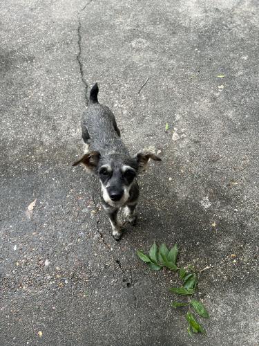 Found/Stray Female Dog last seen Peppermill & Rockhurst, Houston, TX 77080