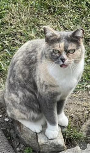 Lost Female Cat last seen Tuska ridge next to oviedo mall, Seminole County, FL 32765
