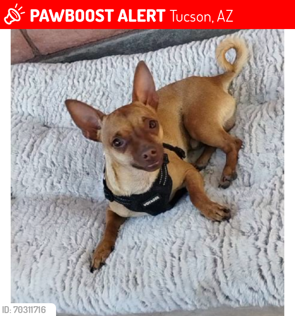 Lost Male Dog last seen st marys rd & silverbell, Tucson, AZ 85745
