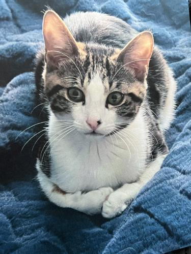 Lost Male Cat last seen Ivywild and targee street boise idaho, Boise, ID 83706