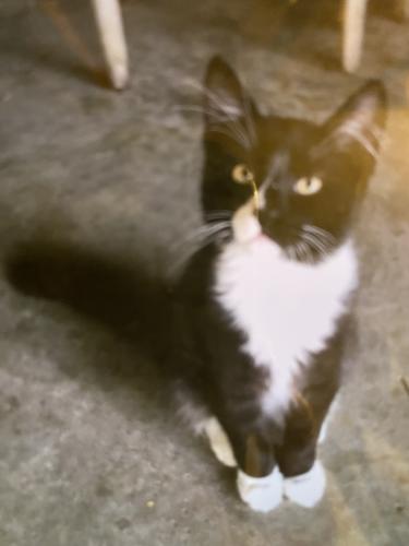 Lost Male Cat last seen Charles Gonzales at Jeanette, existing picture as a kitten, he was full grown when he was lost., Prairieville, LA 70769