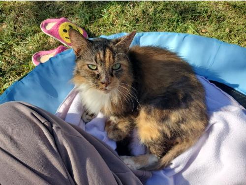 Lost Female Cat last seen Near HAWKES AVE, Orlando Fl, Orlando, FL 32809