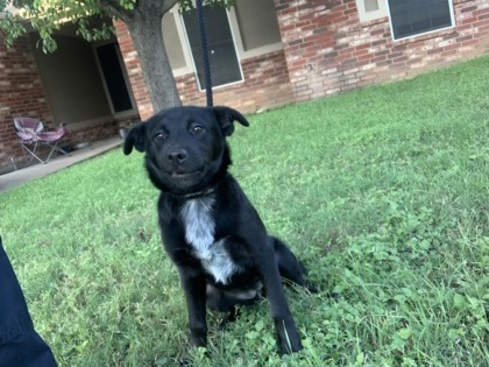 Shelter Stray Female Dog last seen Fort Worth, TX 76134, Fort Worth, TX 76119
