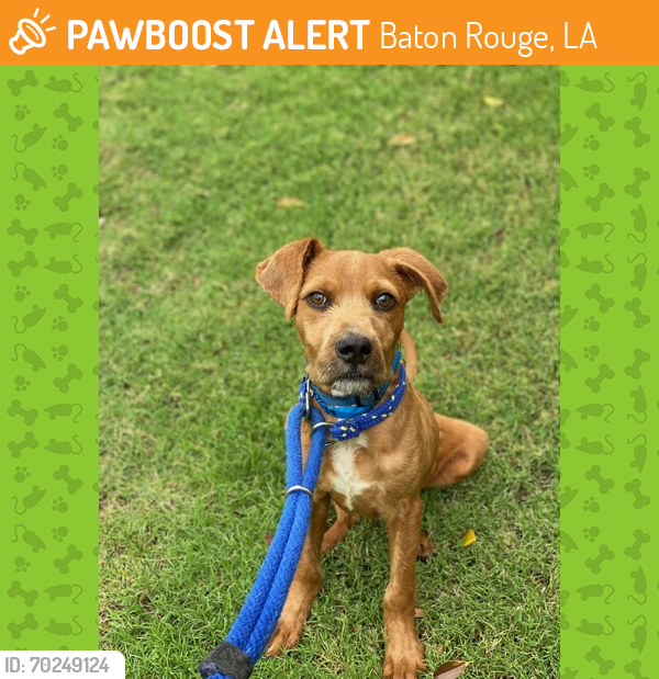 Shelter Stray Male Dog last seen Near BLOUNT, 70807, LA, Baton Rouge, LA 70820