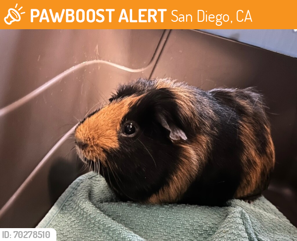 Shelter Stray Male Other last seen Near S Melrose Drive, Vista, CA, 92081, San Diego, CA 92110